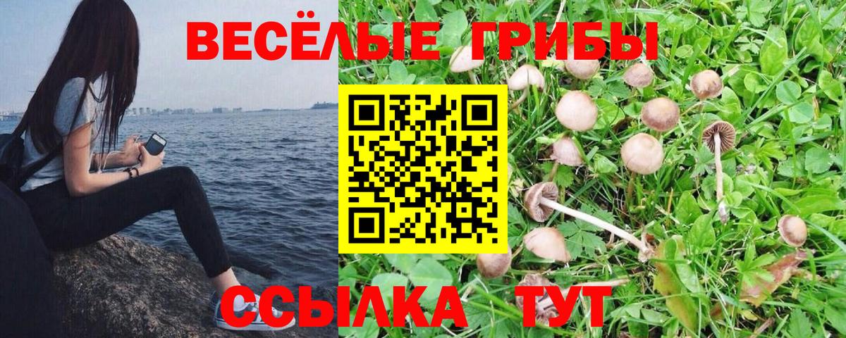 Тулун  Псилоцибиновые грибы прущие грибы  Вход с VPN 